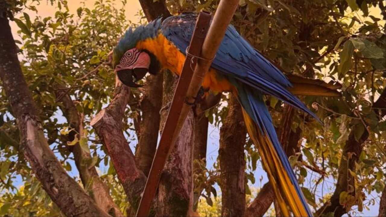 arara-2