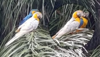 Arara mutante estava acompanhada de uma arara-canindé comum. (Fotos: Cristopher