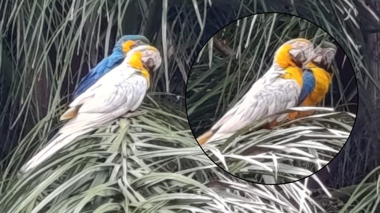 Arara mutante estava acompanhada de uma arara-canindé comum. (Fotos: Cristopher