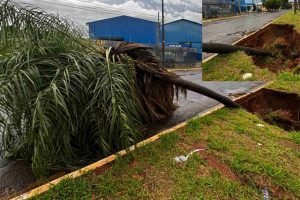 Coqueiro caído em Campo Grande. — Foto: Coqueiro caído em Campo Grande. (Léo de