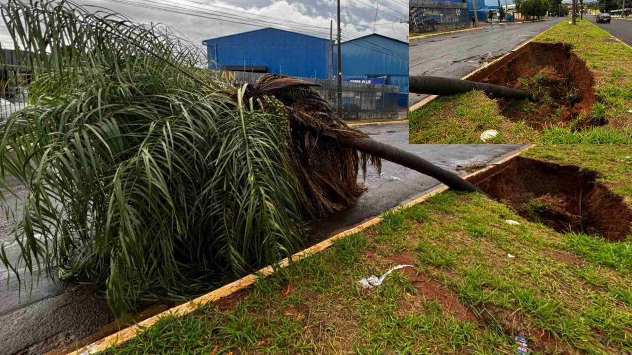 Coqueiro caído em Campo Grande. — Foto: Coqueiro caído em Campo Grande. (Léo de