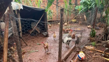 Foto: Foram apreendidos 15 galinhas, três patos e seis porcos - Foto: Polícia Ci