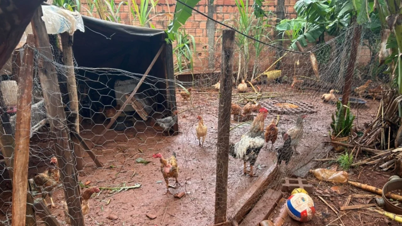 Foto: Foram apreendidos 15 galinhas, três patos e seis porcos - Foto: Polícia Ci