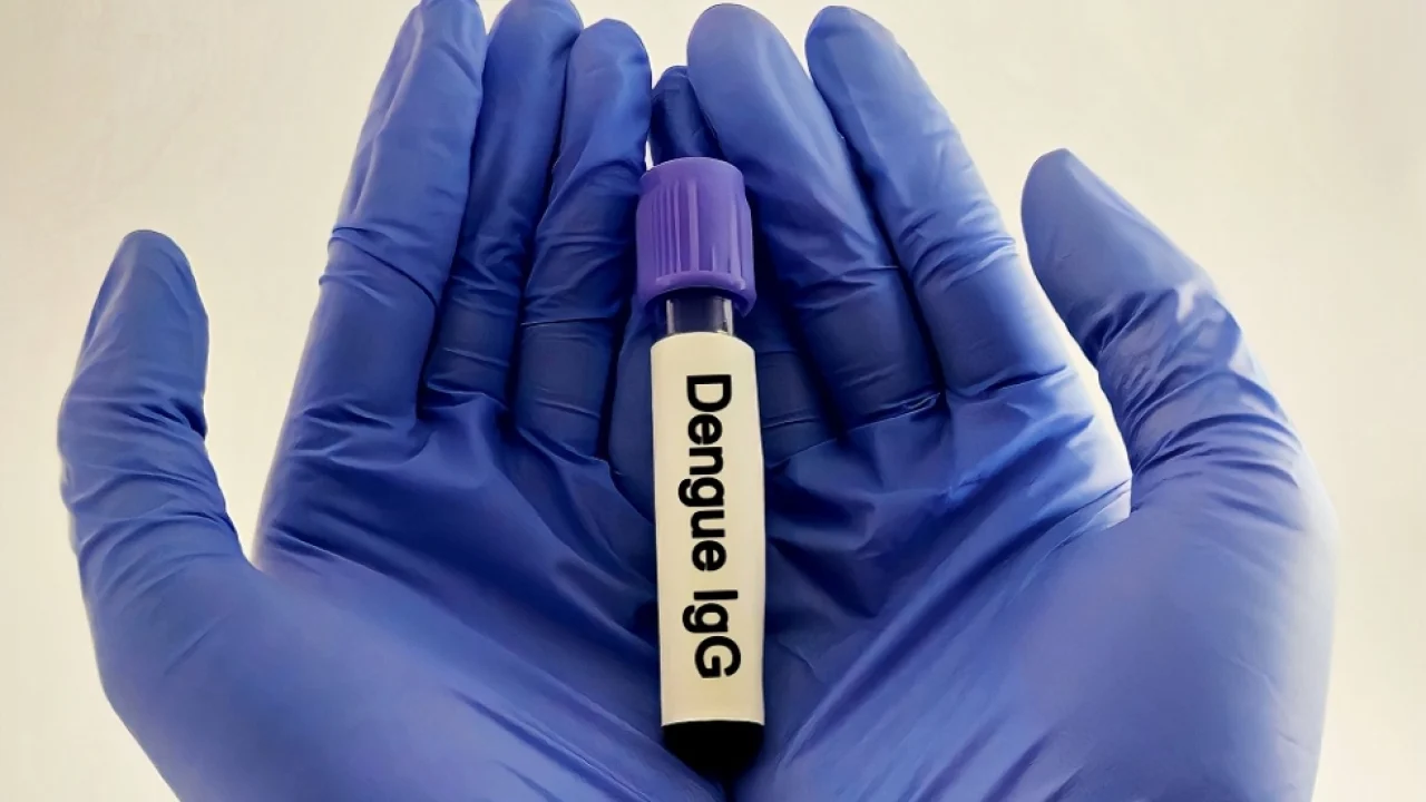 Dengue - Foto: Shutterstock