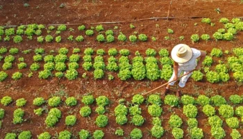 Foto: Agricultura familiar - Foto: Bruno Rezende/Secom-MS
