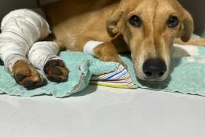 Cachorrinha está internada em clínica. (Fala Povo, Jornal Midiamax) — Foto: Cach