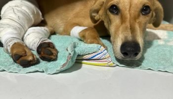Cachorrinha está internada em clínica. (Fala Povo, Jornal Midiamax) — Foto: Cach