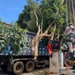 Foto: Caminhão ficou enroscado em galho no bairro Pioneiros. (Henrique Arakaki,