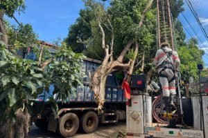 Foto: Caminhão ficou enroscado em galho no bairro Pioneiros. (Henrique Arakaki,