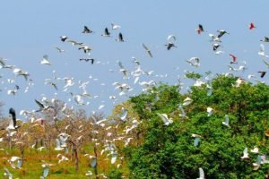 campo-grande-sedia-cop15