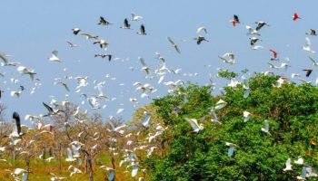 campo-grande-sedia-cop15