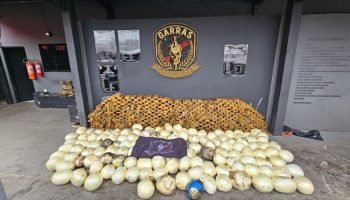 Mais de meia tonelada foi apreendida (Foto: Divulgação)