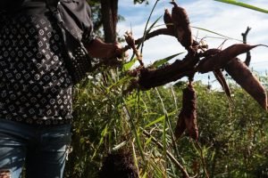 Foto: Furto de mandioca no Jardim Noroeste - Foto: Madu Livramento, jornal Mandi