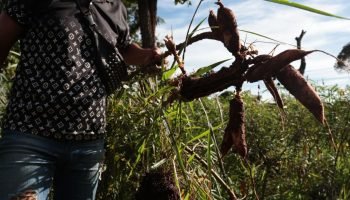 Foto: Furto de mandioca no Jardim Noroeste - Foto: Madu Livramento, jornal Mandi