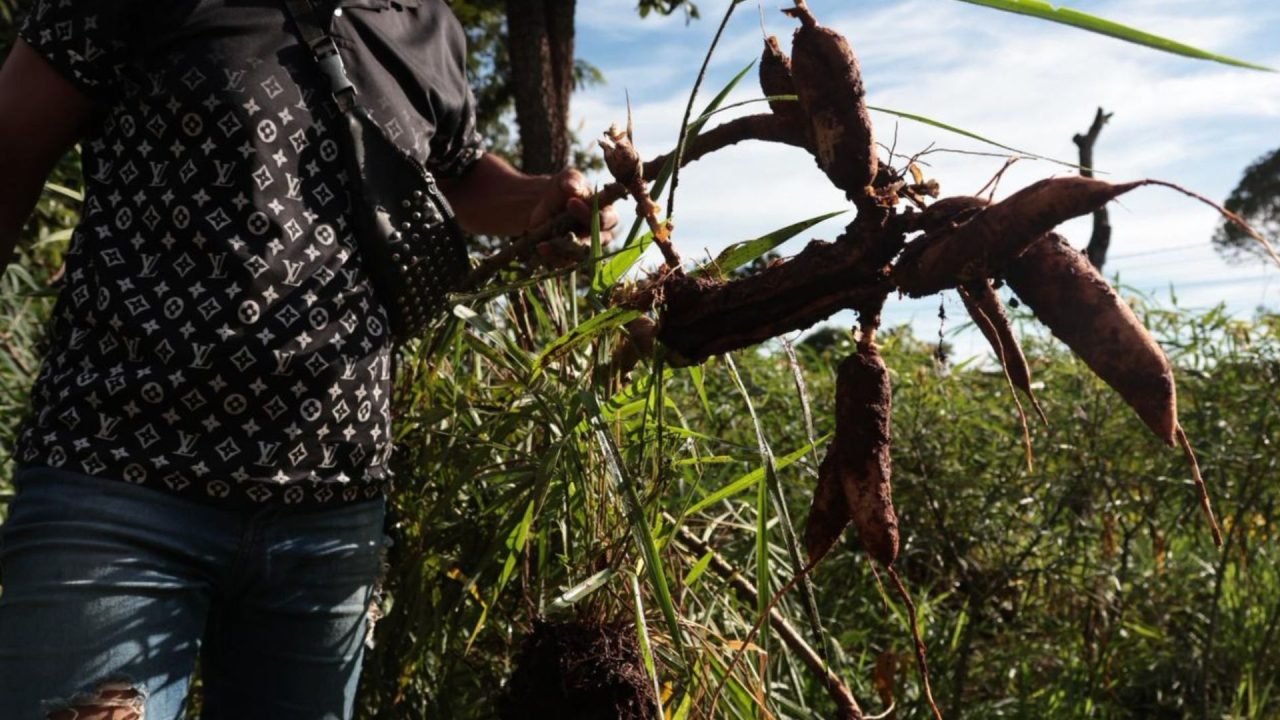 Foto: Furto de mandioca no Jardim Noroeste - Foto: Madu Livramento, jornal Mandi