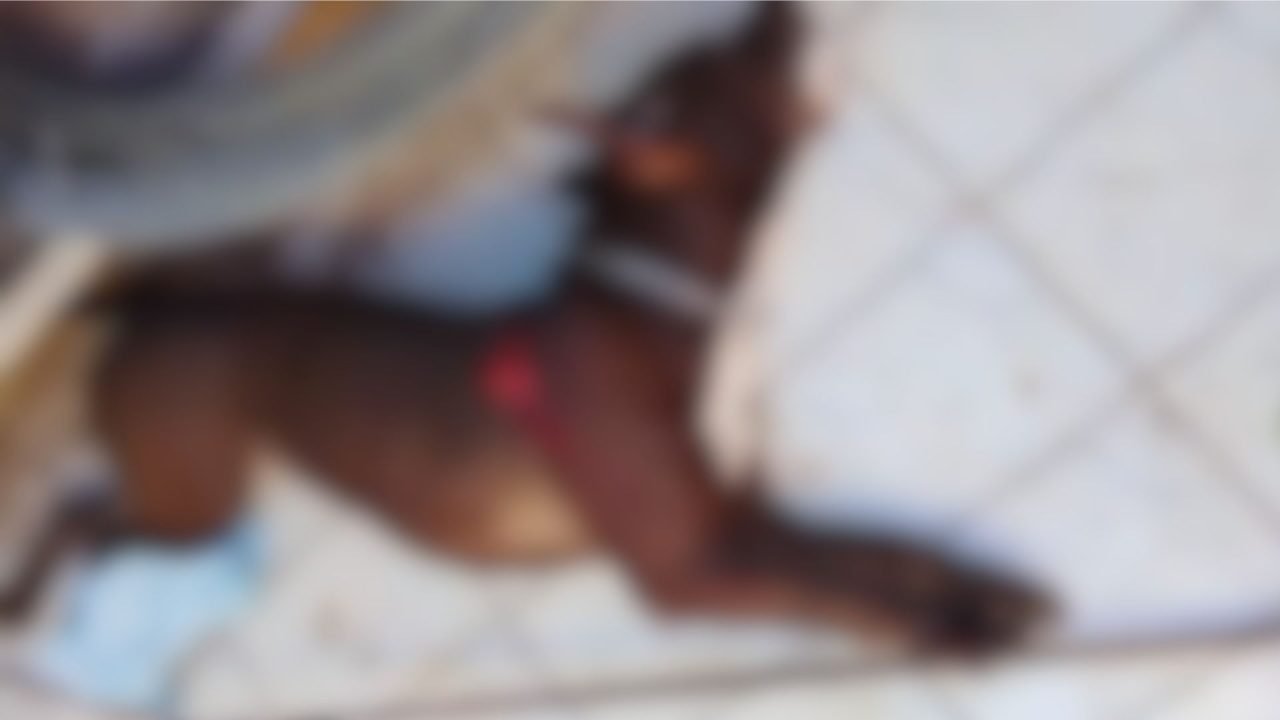 Foto: Cachorro morreu no local. (Foto: Leitor Midiamax)