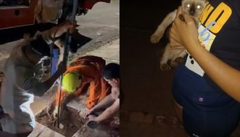 Bombeiros de Naviraí Resgatam Gato Preso em Fossa