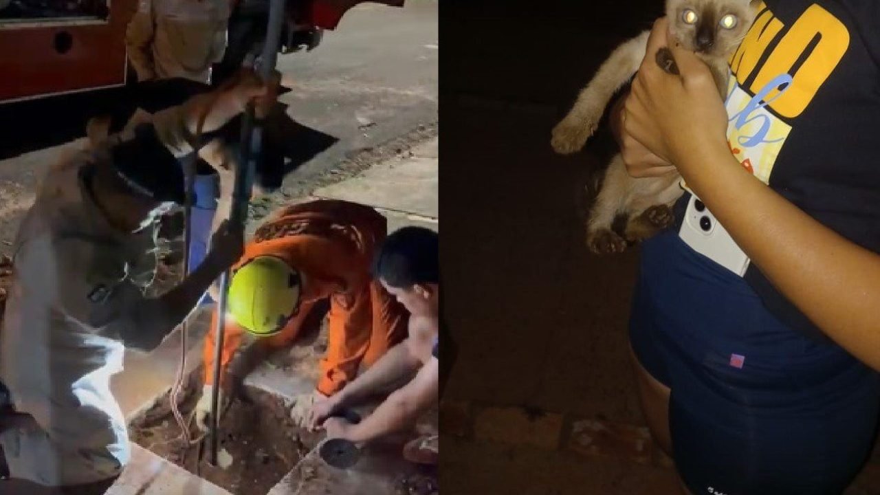 Bombeiros de Naviraí Resgatam Gato Preso em Fossa