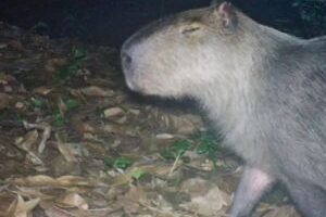 capivara