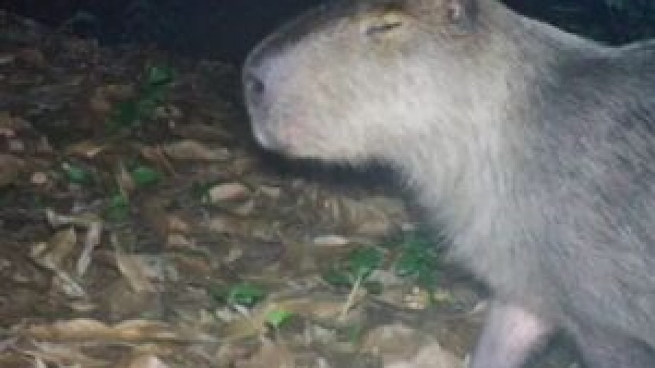 capivara