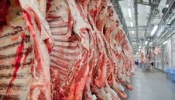 Brasil Supera EUA como Maior Produtor de Carne Bovina