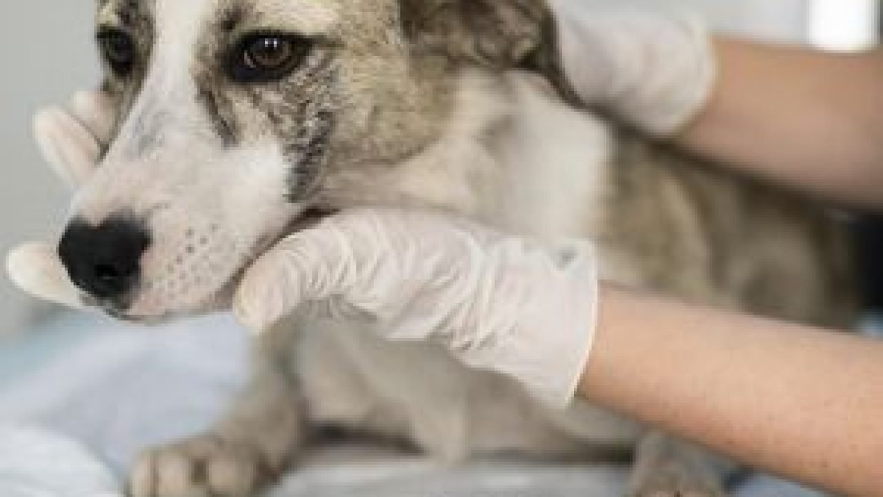 close-up-veterinarian-taking-care-dog
