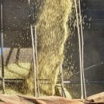 colheita_soja_foto_rdziura-4-2