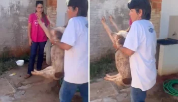 Cachorro vítima de maus-tratos foi resgatado por equipes da Polícia Civil e da P