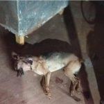 d7a04fe1a7700e6caaf26aa4aee39401_1