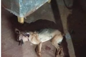 d7a04fe1a7700e6caaf26aa4aee39401_1