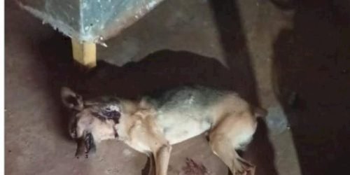 d7a04fe1a7700e6caaf26aa4aee39401_1