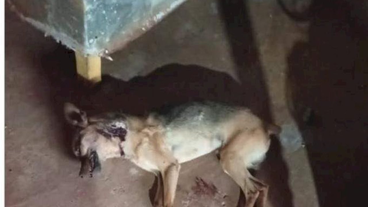 d7a04fe1a7700e6caaf26aa4aee39401_1