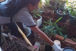 dourados-registra-cinco-mortes-chikungunya