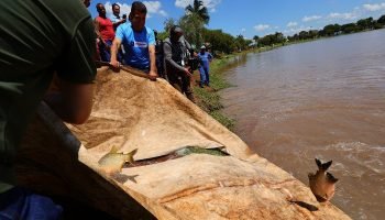 dourados-solta-3-toneladas-peixes-festa-pascoa