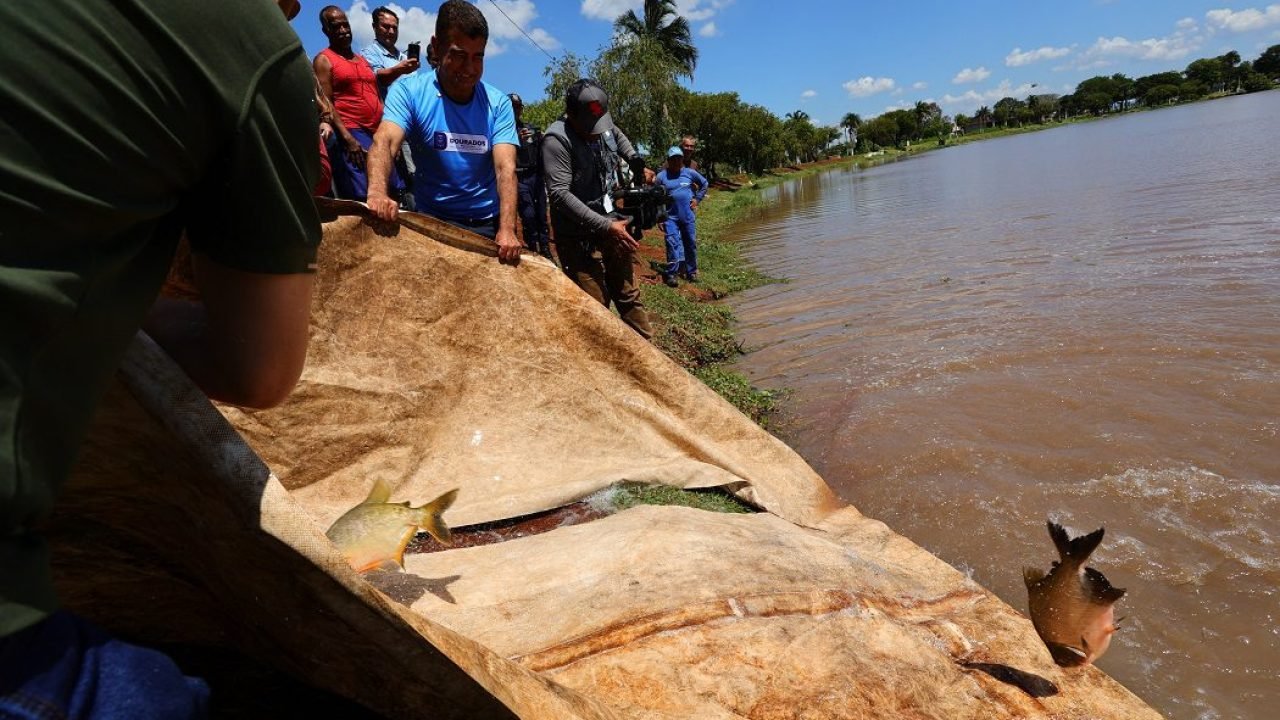 dourados-solta-3-toneladas-peixes-festa-pascoa