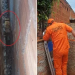 Gato é resgatado pelos bombeiros após ficar preso entre paredes de muro em Nova