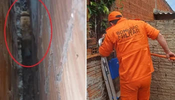 Gato é resgatado pelos bombeiros após ficar preso entre paredes de muro em Nova