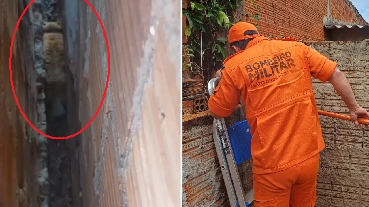 Gato é resgatado pelos bombeiros após ficar preso entre paredes de muro em Nova