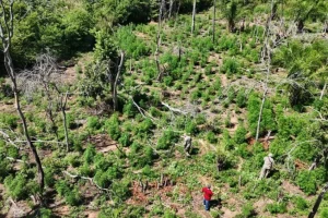Área de plantação de maconha destruída — Foto: Área de plantação de maconha dest