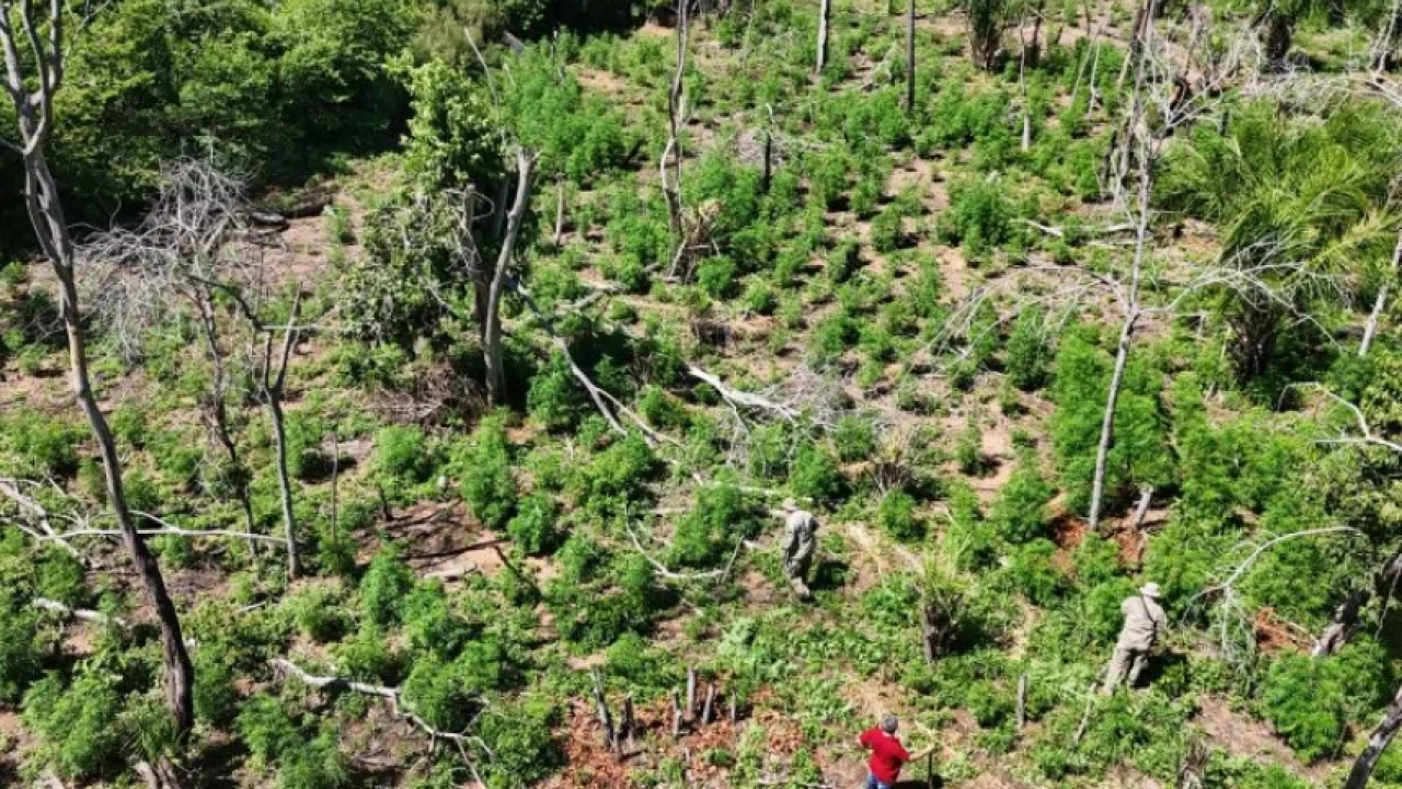 Área de plantação de maconha destruída — Foto: Área de plantação de maconha dest