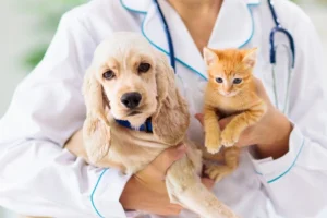 Foto: Campanhas Outubro Rosa Pet e Novembro Azul Pet podem passar a integrar o c