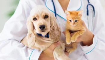 Foto: Campanhas Outubro Rosa Pet e Novembro Azul Pet podem passar a integrar o c