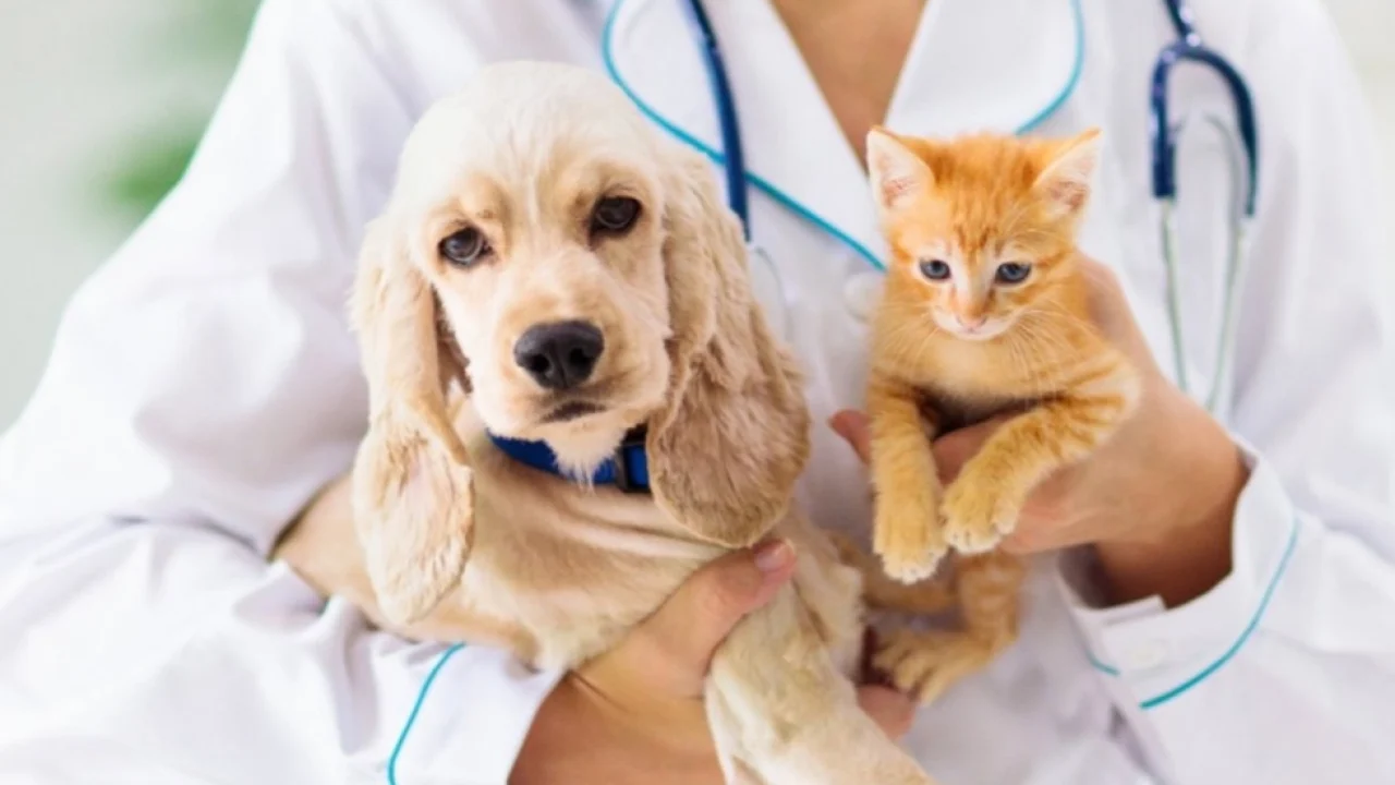 Foto: Campanhas Outubro Rosa Pet e Novembro Azul Pet podem passar a integrar o c