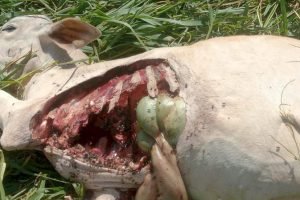 f899ae574d450a243ad1a4fac9a75db2_1