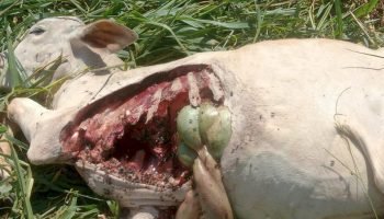 f899ae574d450a243ad1a4fac9a75db2_1