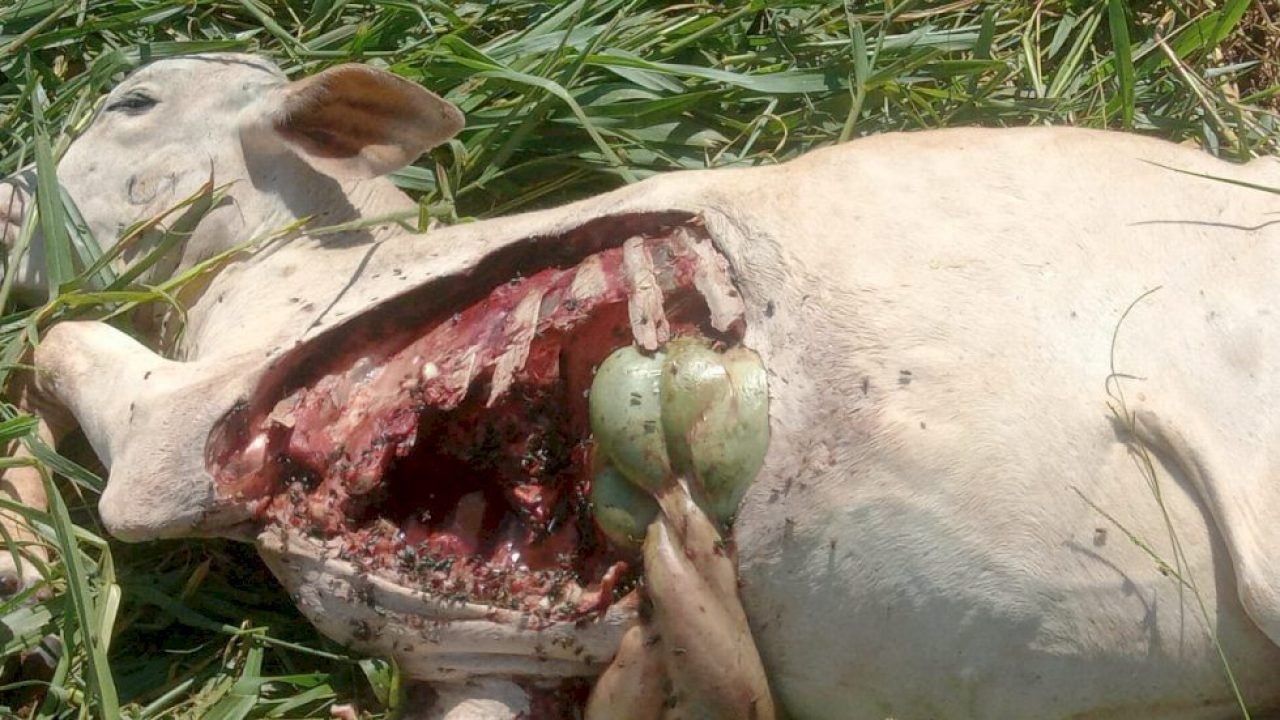 f899ae574d450a243ad1a4fac9a75db2_1