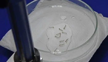 Foto: Boletim da SES aponta avanço dos casos de chikungunya em MS - Foto: Bruno