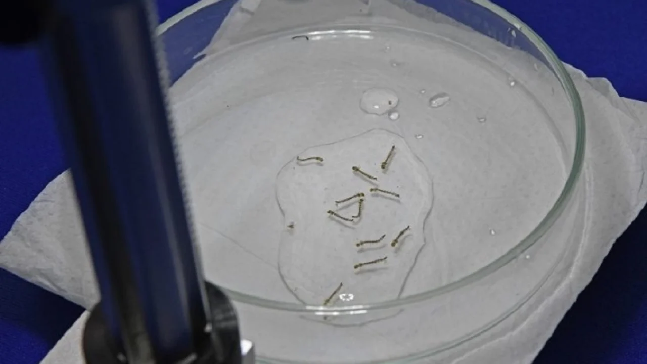 Foto: Boletim da SES aponta avanço dos casos de chikungunya em MS - Foto: Bruno