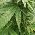 Folhas de maconha - Imagem ilustrativa criada com IA — Foto: Folhas de maconha -