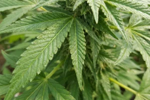 Folhas de maconha - Imagem ilustrativa criada com IA — Foto: Folhas de maconha -